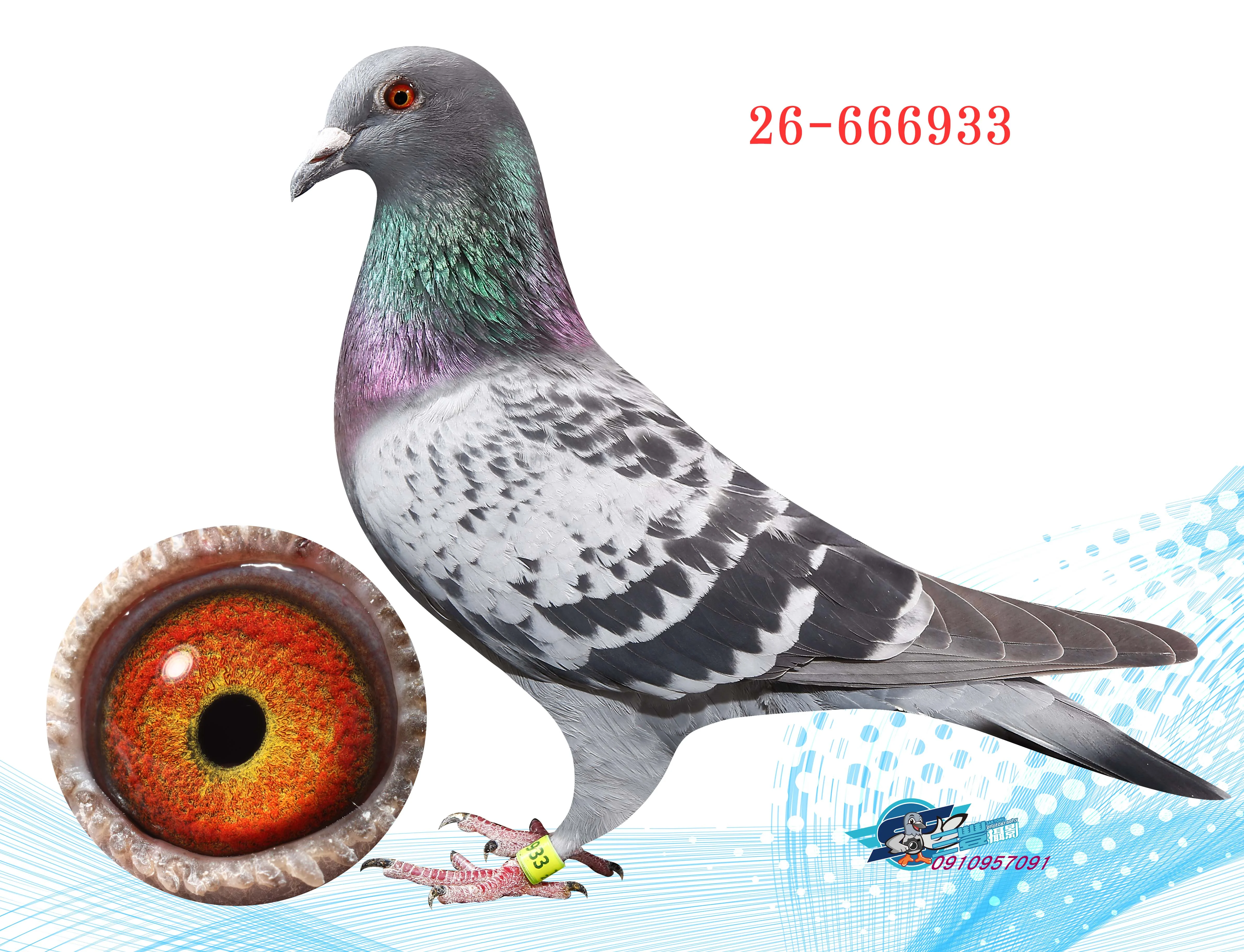台東冠軍半妹933♀