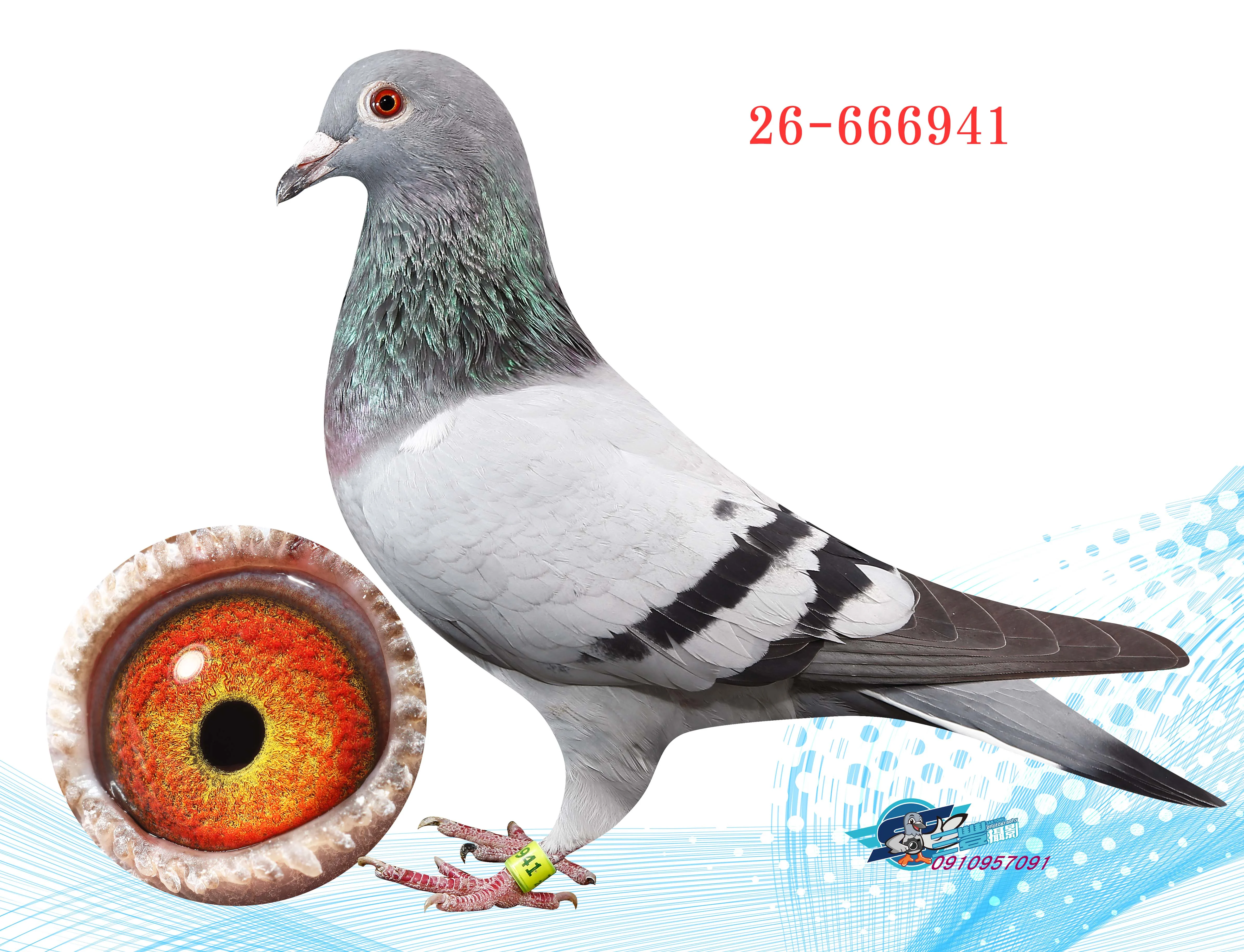 布袋冠軍全妹941♀