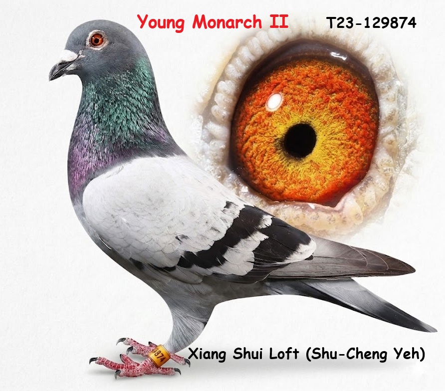 年輕君主II Young Monarch II