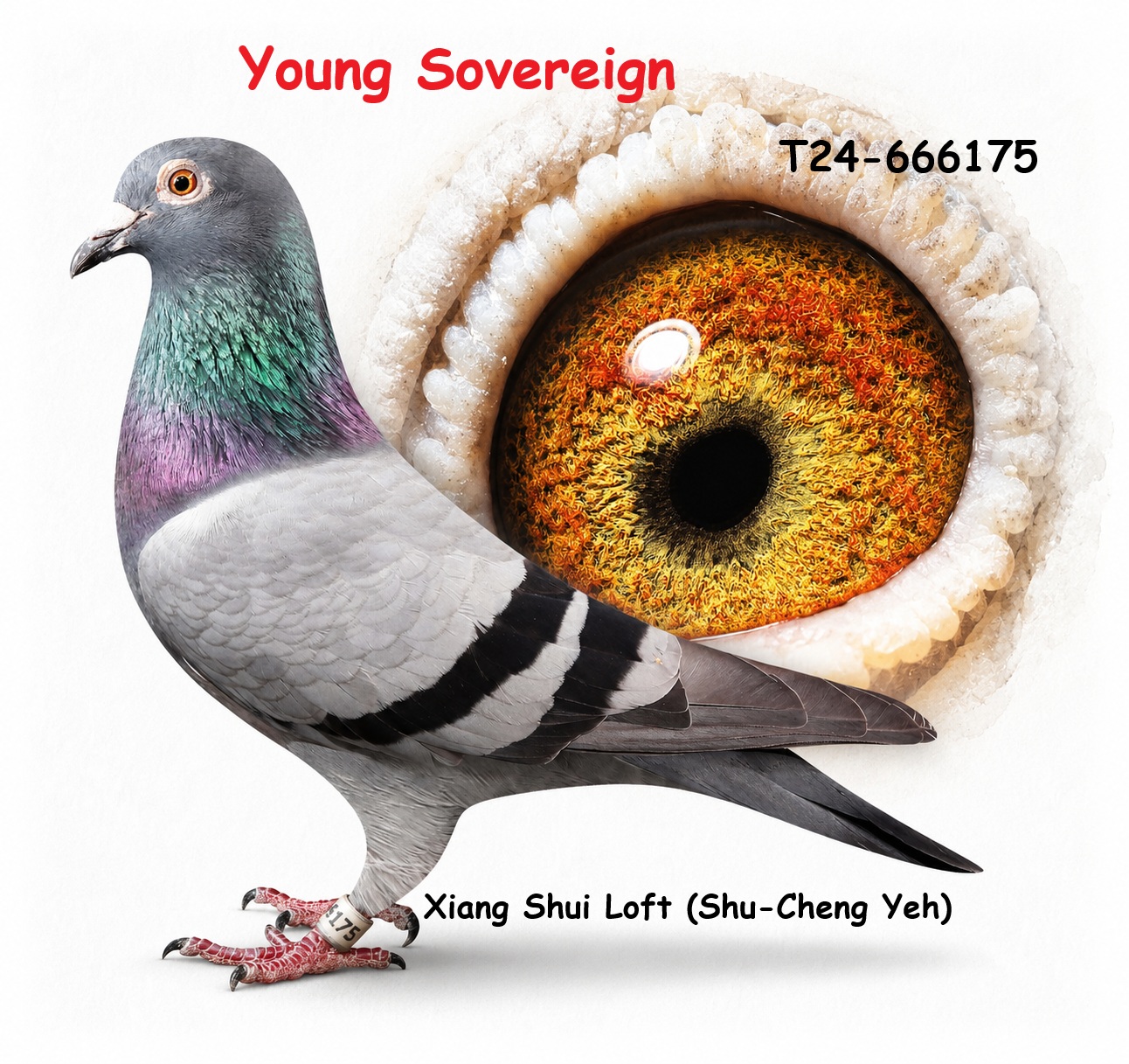年輕女君 Young Sovereign